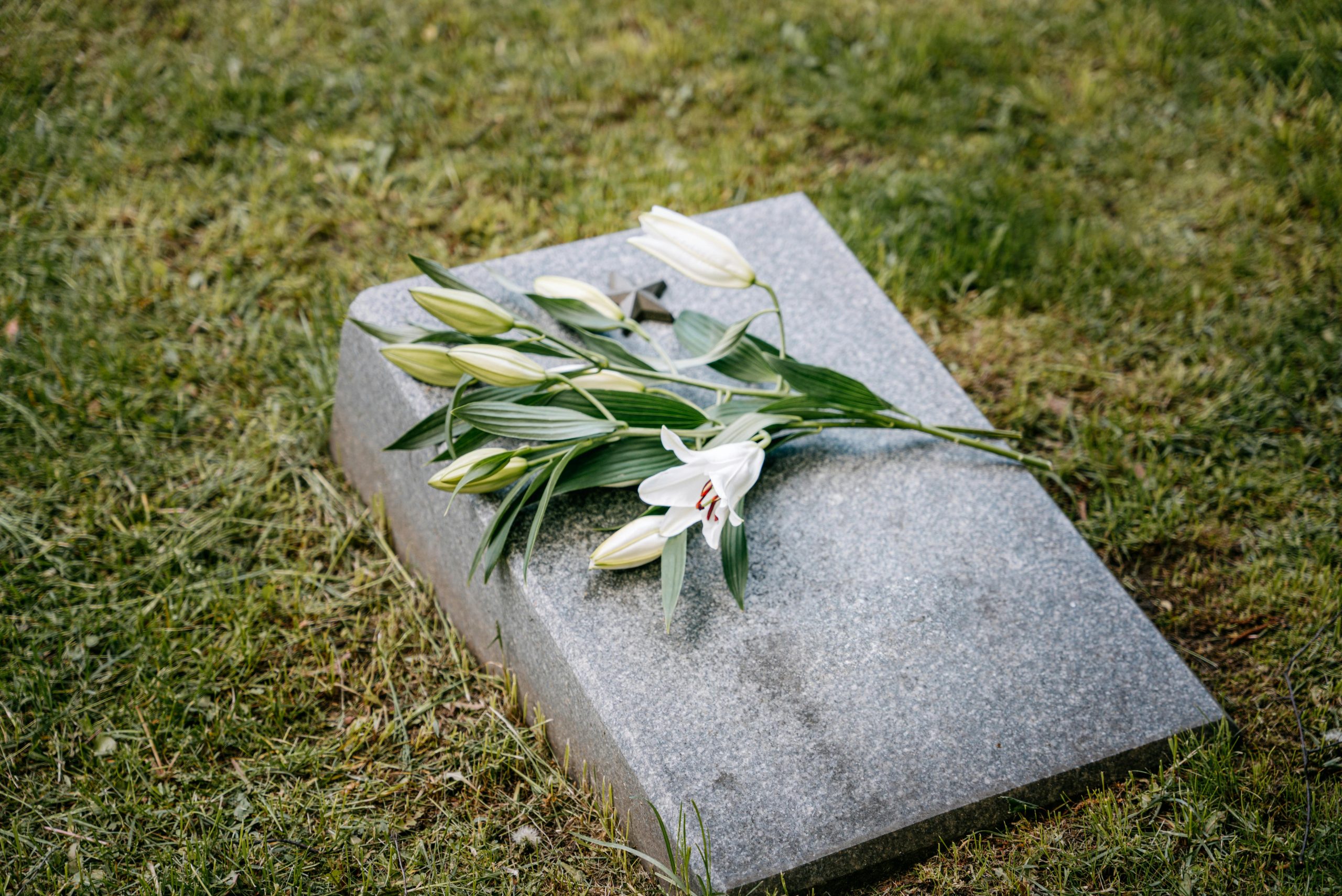 pexels ivan Best Flowers.Galway 8963669